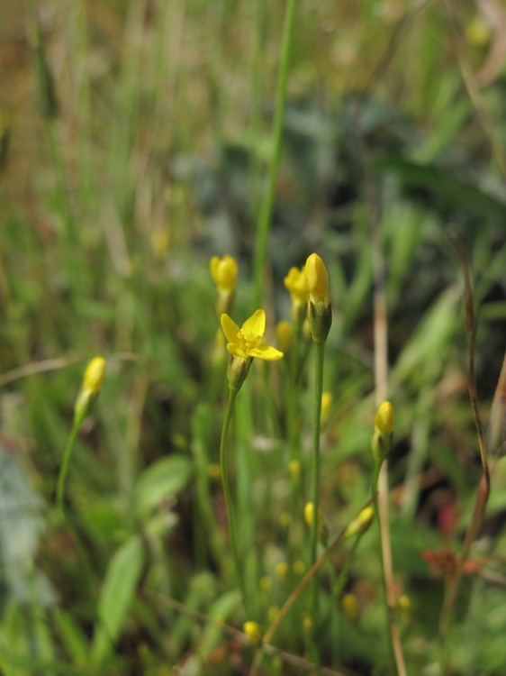 Cicendia filiformis